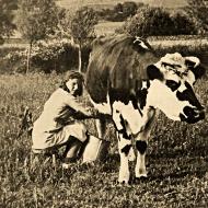 1944 - La traite des vaches