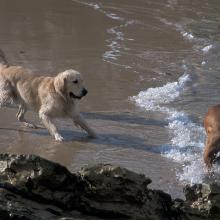 Jeux de chiens