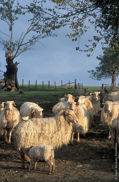 Moutons basques