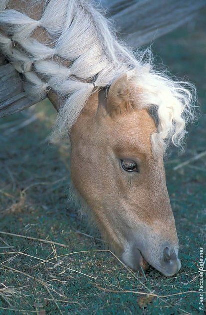 Cheval tressé