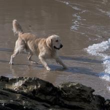 Jeux de chiens