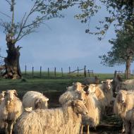 Moutons basques