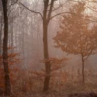 Sous-bois pourpre