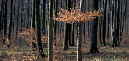 Arbres remarquables