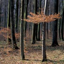 Sous-bois