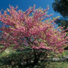 Arbre de Judée