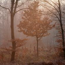 Sous-bois pourpre