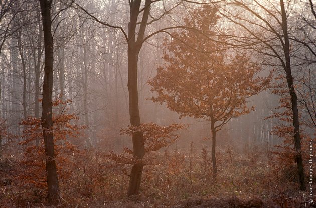 Sous-bois pourpre