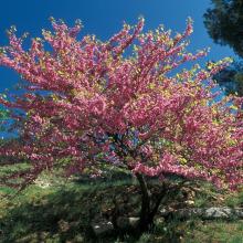 Arbre de Judée