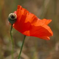 Coquelicots