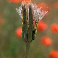 Coquelicots