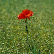 Coquelicots