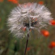 Coquelicots