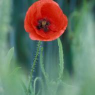 Coquelicots