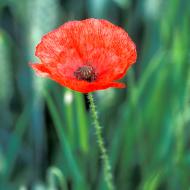 Coquelicots