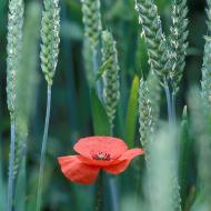 Coquelicots