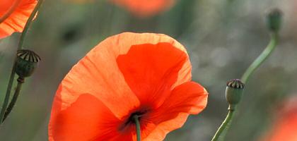 Coquelicots