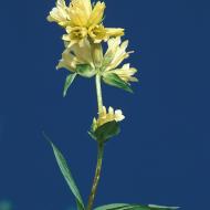 Fleur de montagne