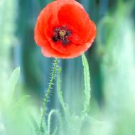 Coquelicot