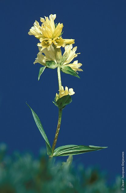 Fleur de montagne