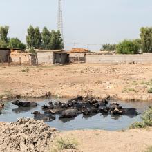 Vers Choqâ Zanbil