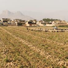 Troupeau de moutons