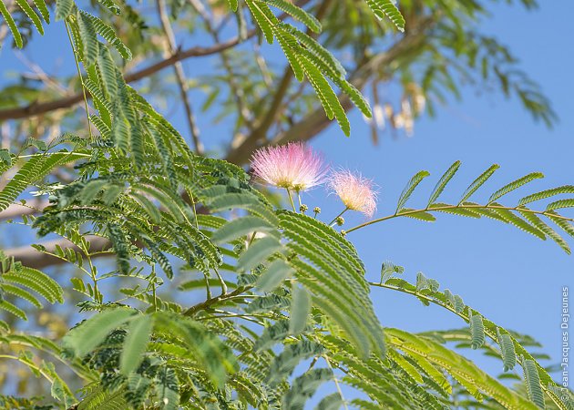 Arbre en fleurs