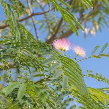 Arbre en fleurs