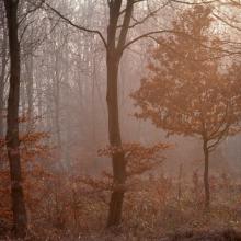 Sous-bois pourpre