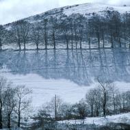 La neige du coucou