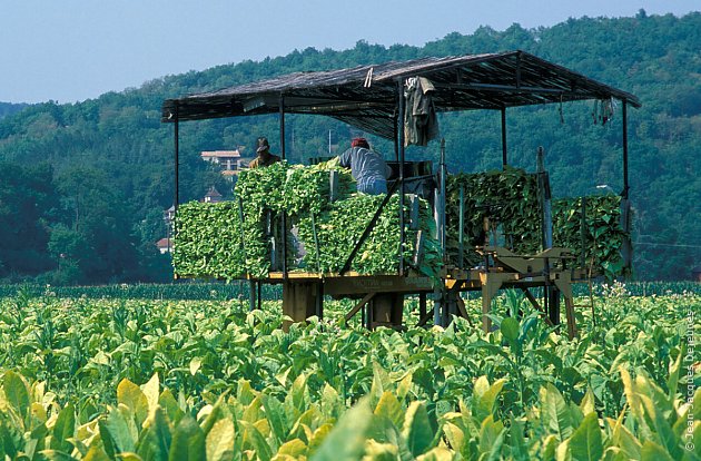 Culture du tabac