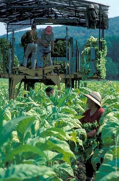 Culture du tabac