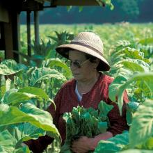 Culture du tabac