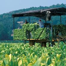 Culture du tabac