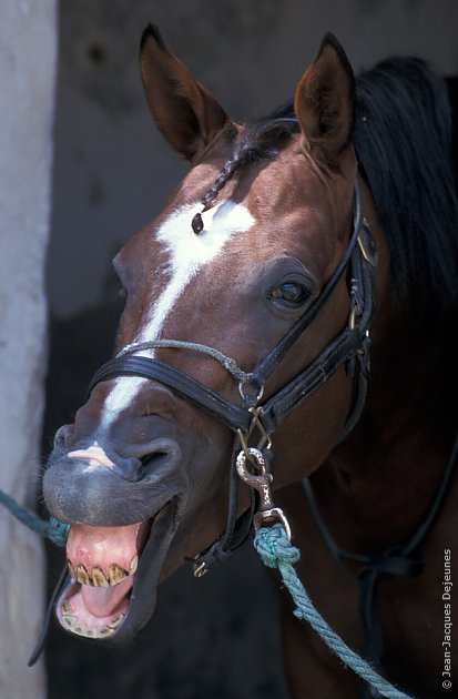 Sourire