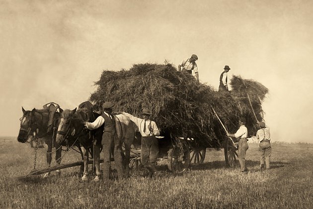 1930 - Chargement d'une charrette de foin