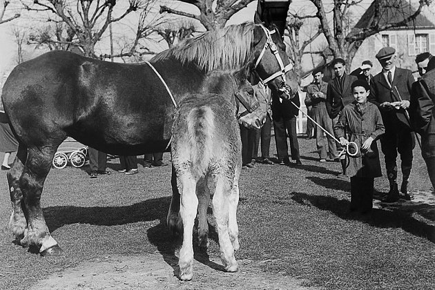 1952 - Foire aux chevaux