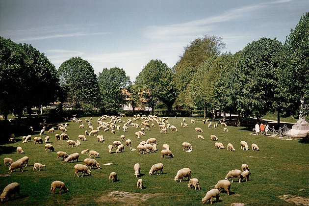 1960 - Moutons de Jean-Baptiste Limarre