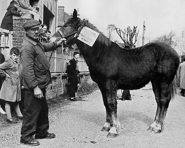 1952 - Concours de chevaux