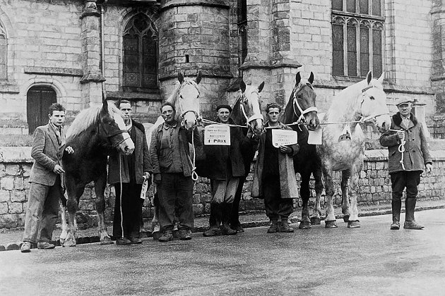 1952 - Concours de chevaux