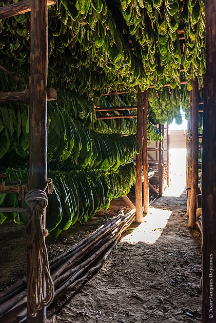 Casa del Veguero