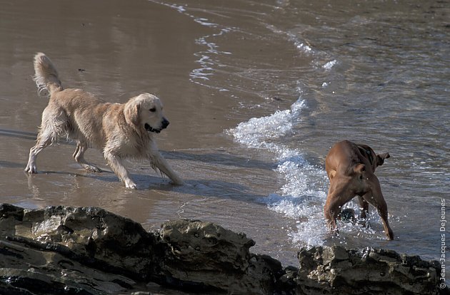 Jeux de chiens