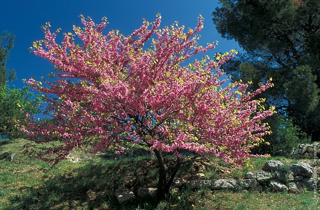 Arbre de Judée