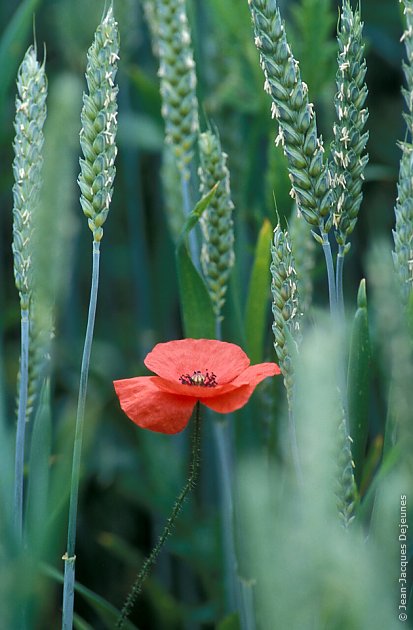 Coquelicots