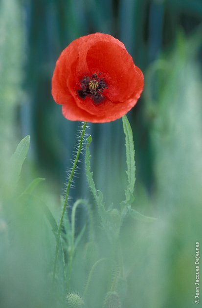 Coquelicots