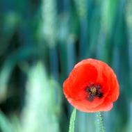 Coquelicots