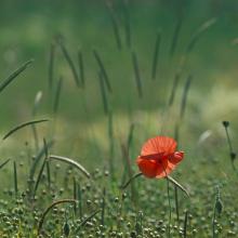 Coquelicots