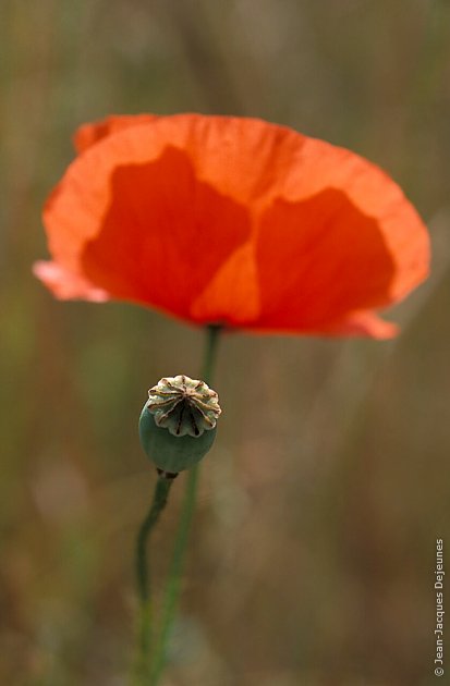 Coquelicots