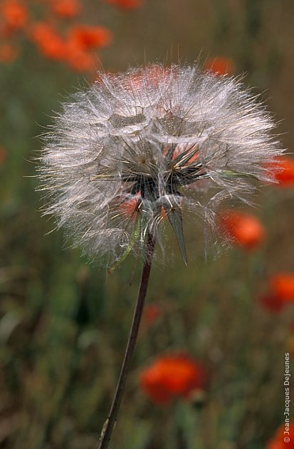 Coquelicots