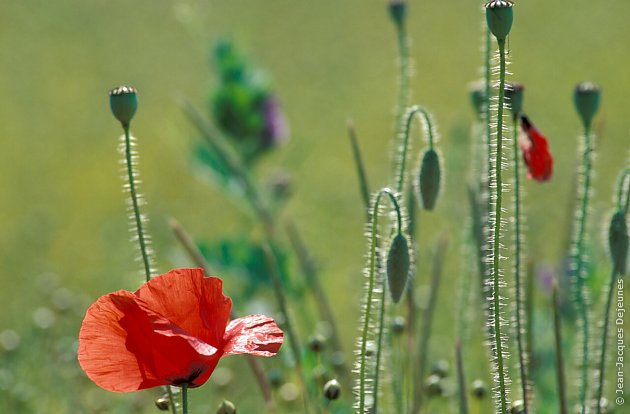 Coquelicots